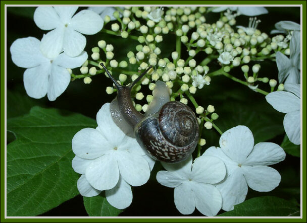 photo "A Snail" tags: nature, macro and close-up, 