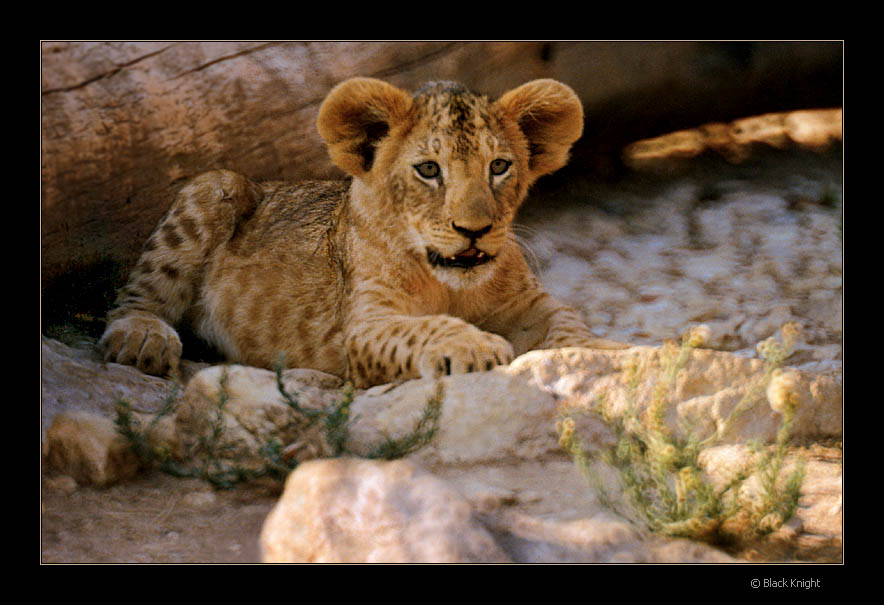 photo "Next King" tags: nature, wild animals