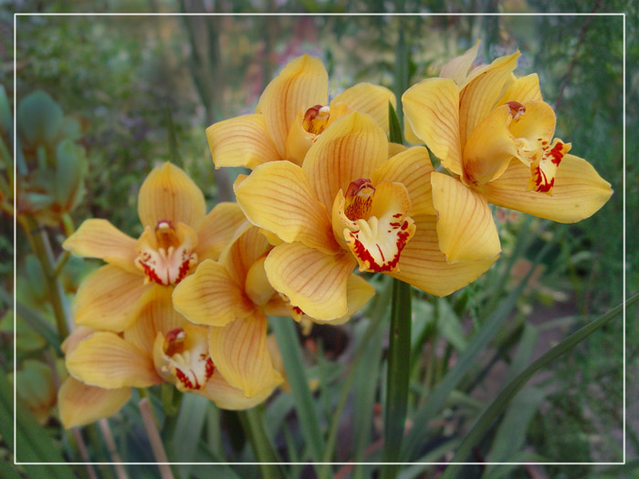 фото "Orchidee" метки: природа, цветы