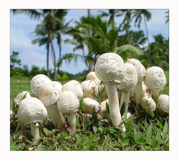 photo "Mushrooms under a palm tree" tags: nature, flowers