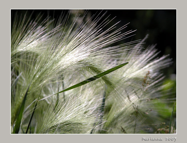 photo "*****" tags: misc., landscape, summer