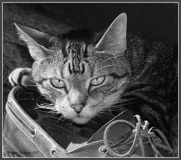 photo "Don`t Touch My Shoe!" tags: humor, nature, pets/farm animals