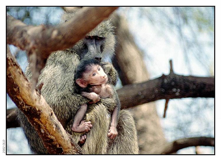 photo "Mummy" tags: portrait, nature, wild animals