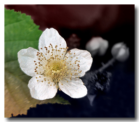 photo "World In Motion" tags: nature, macro and close-up, flowers