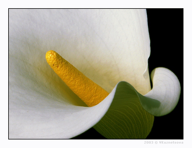 photo "-*-*-" tags: macro and close-up, nature, flowers