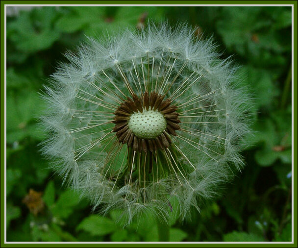 фото "Унесенные ветром" метки: макро и крупный план, природа, цветы