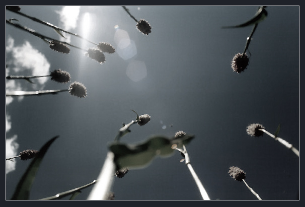 photo "In the sky" tags: nature, black&white, flowers