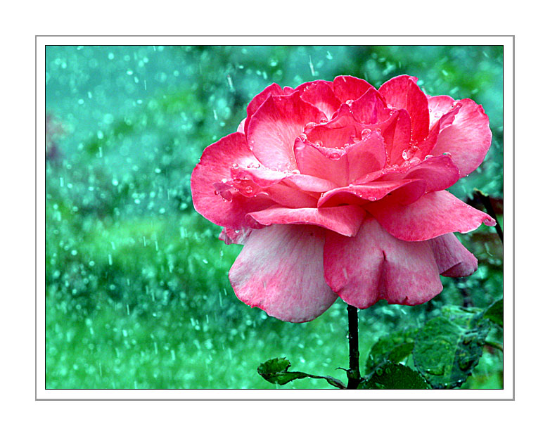 photo "Wet rose" tags: nature, flowers