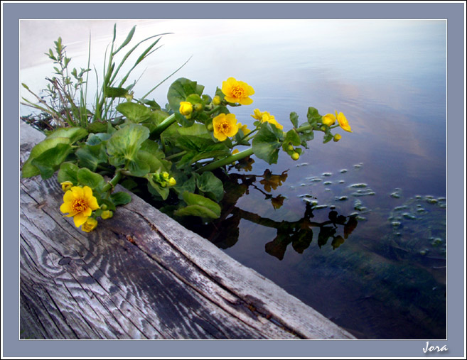 фото "Желтенькие на краю ;-)" метки: природа, пейзаж, вода, цветы