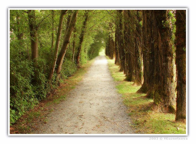 photo "In the park" tags: landscape, forest, summer