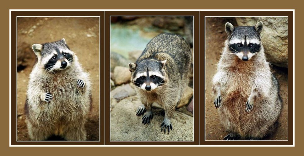 photo "Triptych:)" tags: nature, pets/farm animals