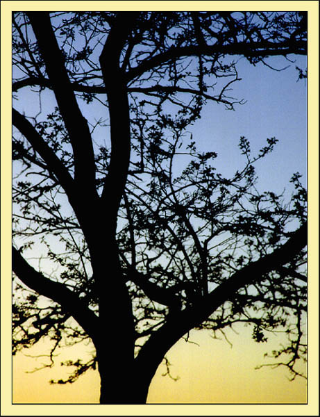 фото "Вечернее дерево" метки: природа, цветы
