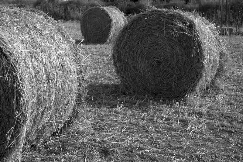 фото "Balas de paja" метки: пейзаж, черно-белые, 