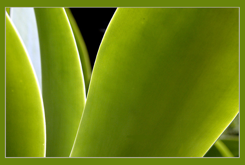 photo "Cactus" tags: nature, macro and close-up, flowers