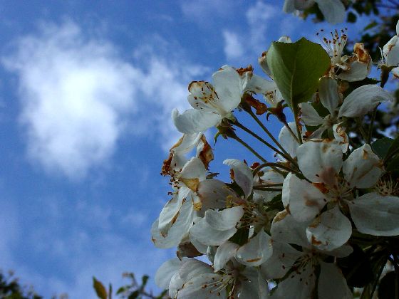 photo "Light blue sky..." tags: nature, landscape, flowers, spring