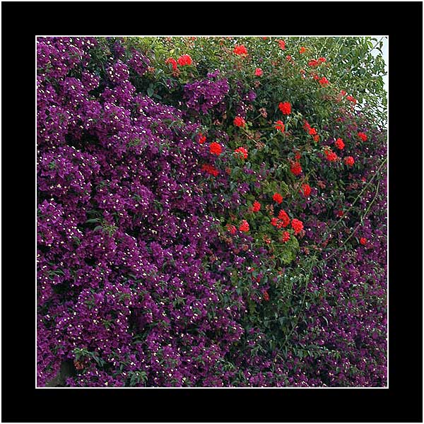 photo "In my garden" tags: nature, flowers