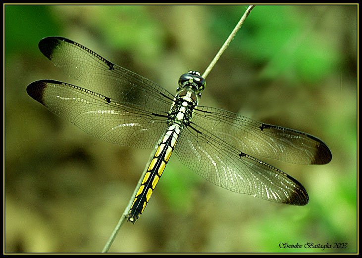 фото "Dragonfly" метки: природа, насекомое