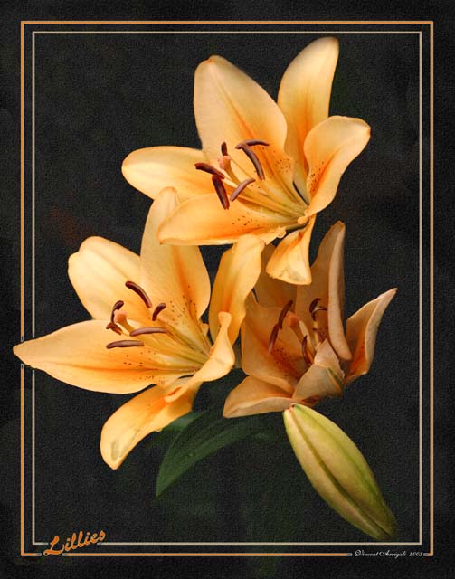 photo "Lillies" tags: nature, flowers