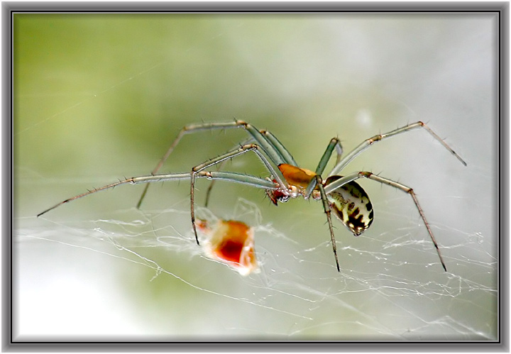 photo "Greed" tags: nature, macro and close-up, insect