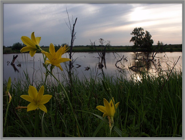 photo "Evening..." tags: nature, 