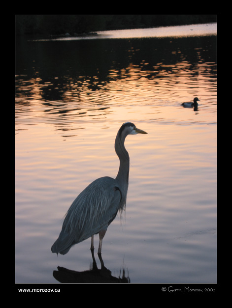 фото "A blue heron in the dusk" метки: природа, дикие животные