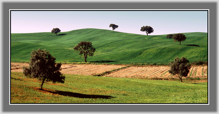 photo "Oliver trees" tags: landscape, summer