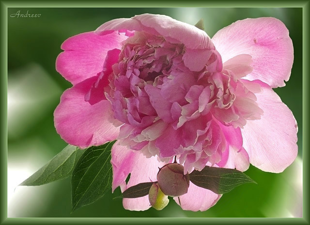 photo "Untitled photo" tags: nature, flowers
