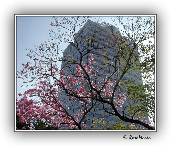 фото "Sampa" метки: архитектура, пейзаж, 