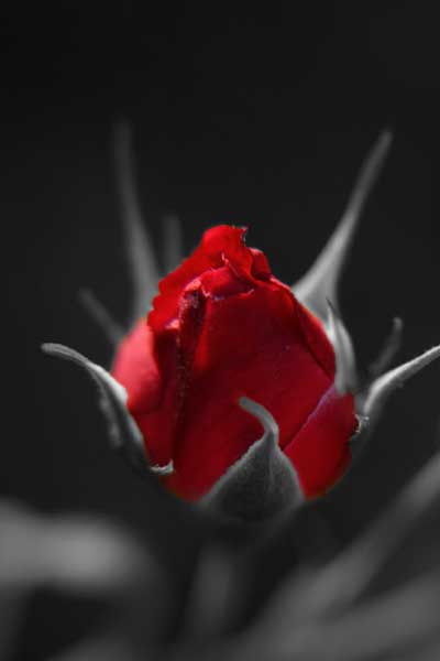 photo "the beauty of RED" tags: montage, nature, flowers