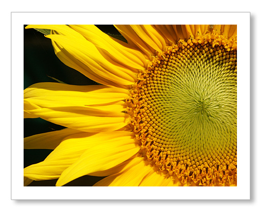 фото "Sunflower" метки: природа, макро и крупный план, цветы