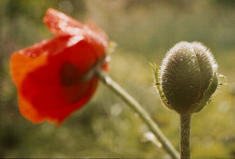 photo "Childhood and adulthood" tags: nature, flowers