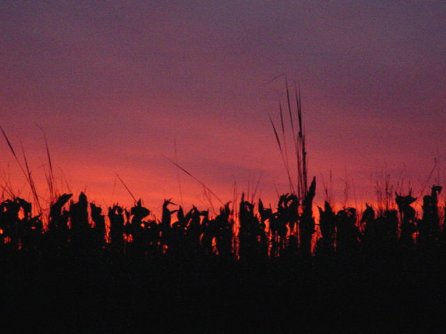 photo "Red sunset" tags: landscape, nature, sunset