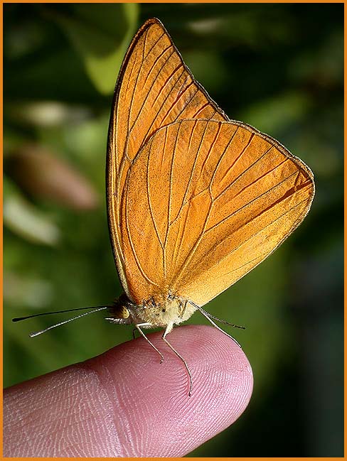 photo "Let me take a rest" tags: macro and close-up, nature, insect