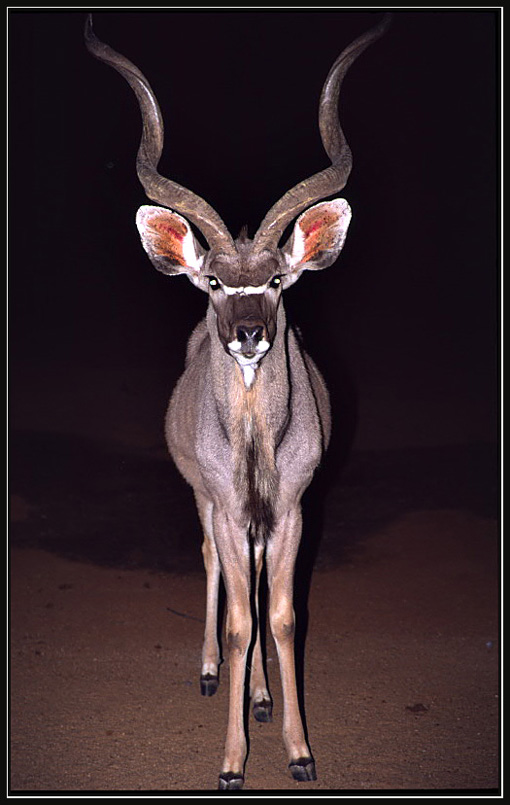 photo "gazelle" tags: nature, wild animals