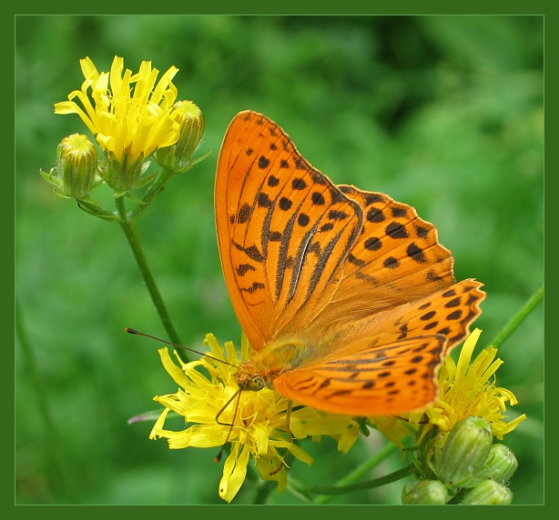 photo "Summer Banalities" tags: macro and close-up, 