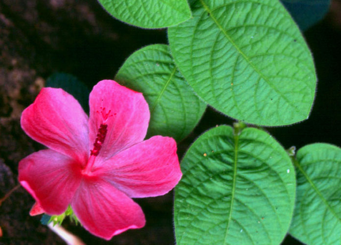 photo "Flower along my way" tags: nature, flowers