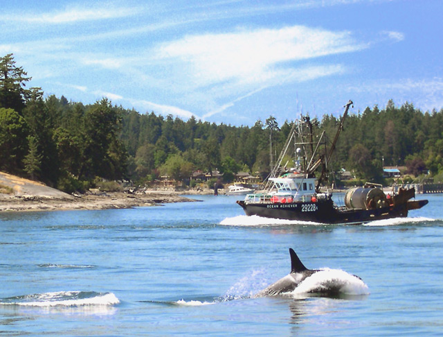 photo "Shift Change" tags: nature, landscape, water, wild animals