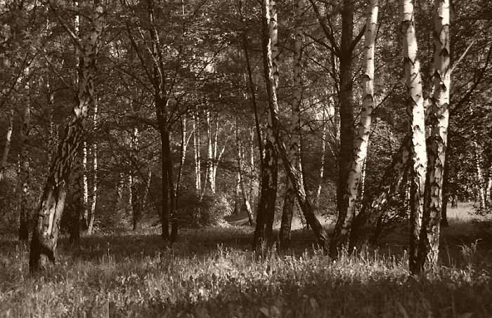 фото "My forest" метки: природа, 