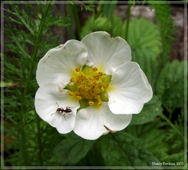 photo "Untitled photo" tags: nature, macro and close-up, flowers