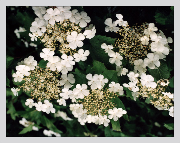 фото "Букет" метки: природа, цветы