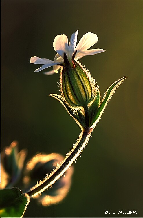 фото "Silene" метки: природа, цветы