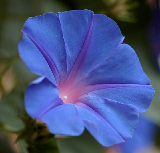 photo "A blue flower" tags: nature, flowers