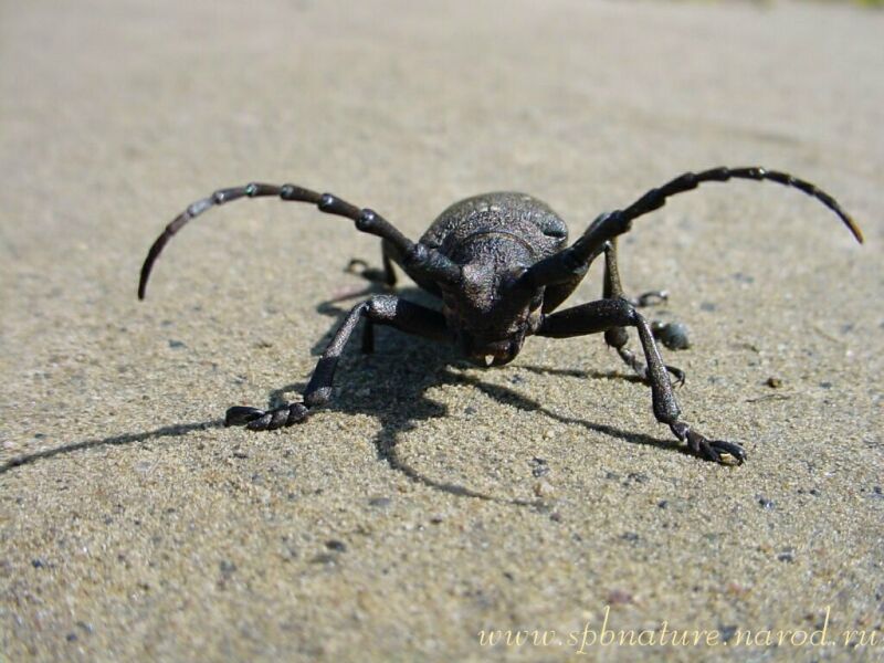 photo "The bug" tags: macro and close-up, nature, insect