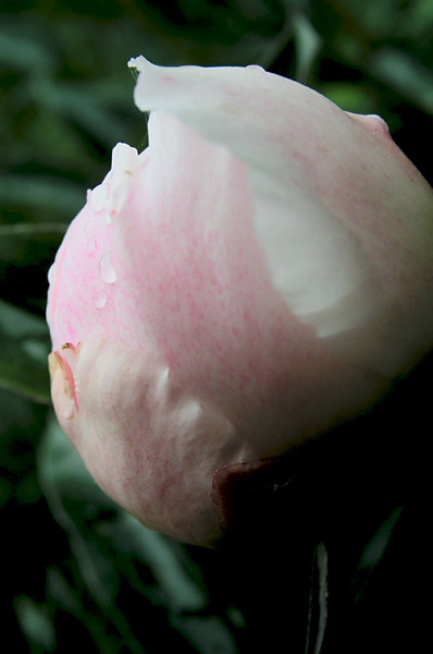 photo "Crying" tags: macro and close-up, nature, flowers