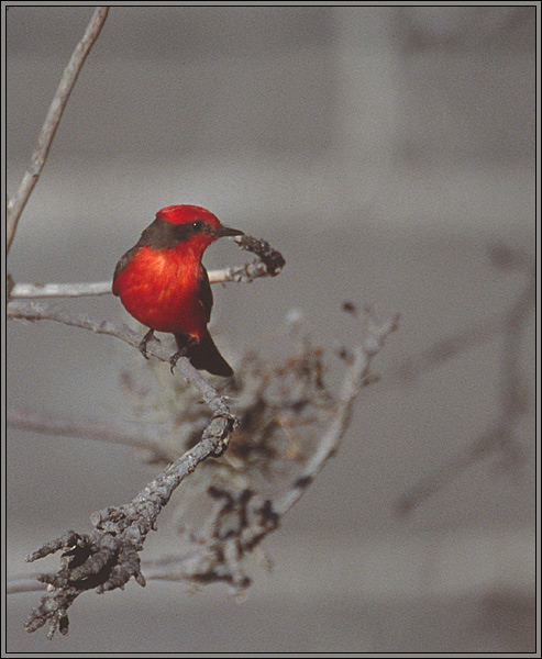 photo "Vermillion Flycatcher" tags: nature, travel, South America, wild animals