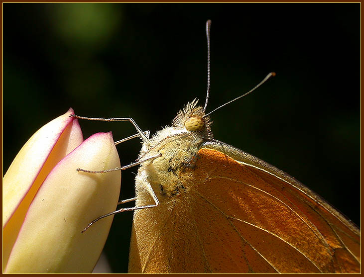 photo "Smelling fragrance..." tags: macro and close-up, nature, insect