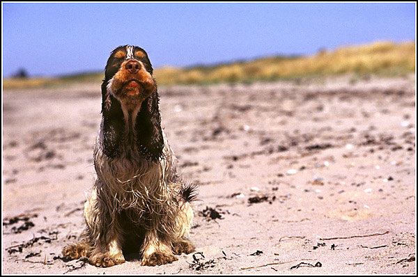 photo "wet" tags: landscape, nature, pets/farm animals, water