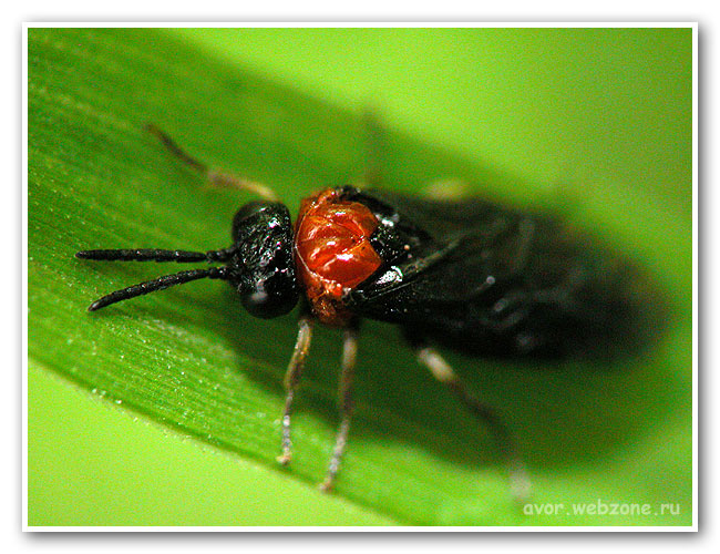 photo "***" tags: nature, macro and close-up, insect