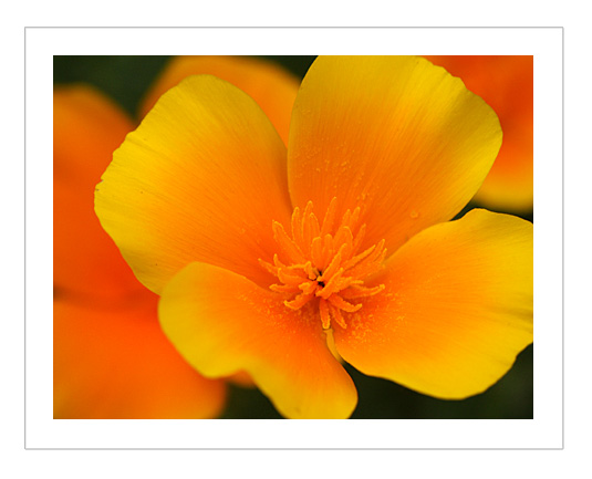 photo "Orange Flower II" tags: nature, macro and close-up, flowers