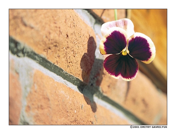 photo "curious" tags: nature, still life, flowers